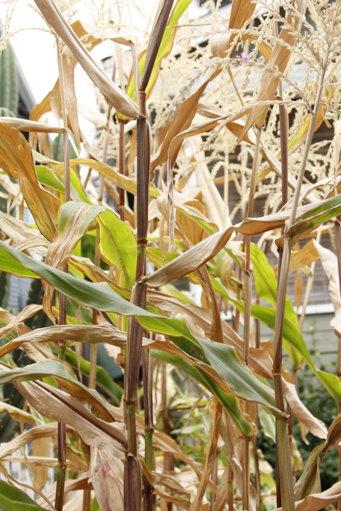 Napa plant-life